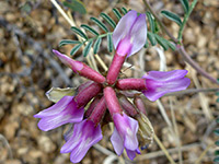 Astragalus allochrous