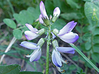 Alpine Milkvetch