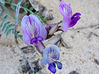 Crescent milkvetch