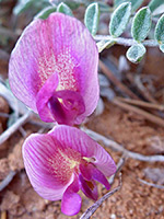 Crescent milkvetch