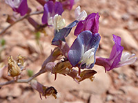 Astragalus calycosus