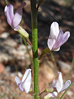 Astragalus ceramicus