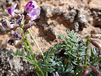 Withering flowers