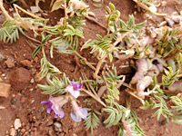 Rimrock milkvetch