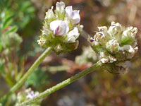 Astragalus didymocarpus