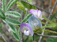 Astragalus emoryanus