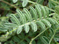 Hairy leaflets