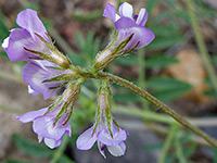 Hairy calyces