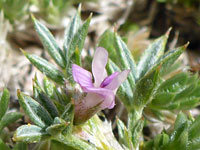 Astragalus kentrophyta