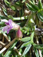 Sparsely-hairy leaves