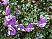 Reddish buds and purple flowers