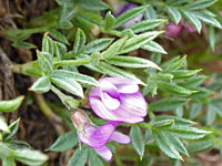 Spine-tipped leaves