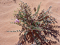 Plant on sand