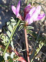 Red flower stems