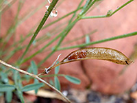 Withered seed pod