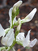 White flowers