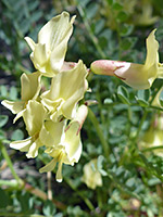 Pale yellow flowers