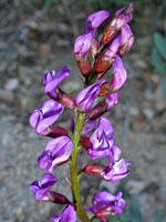 Freckled milkvetch