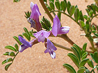 Freckled Milkvetch