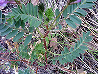 Stem and leaves