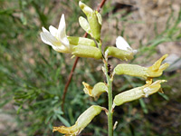 Astragalus lonchocarpus