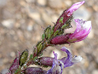 Astragalus minthorniae