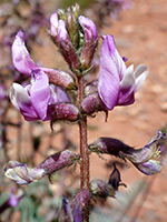 Minthorn's milkvetch