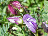 Timber Milkvetch