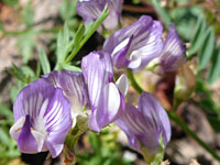 Pale purple flowers