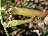 Seed pods