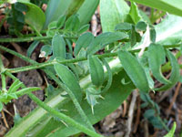 Ciliate leaves