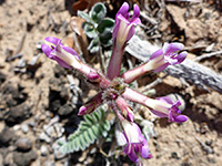 Woolly locoweed