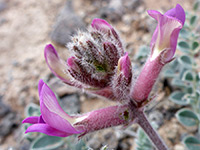 Woolly locoweed