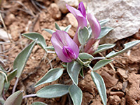 Astragalus musiniensis