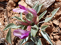 Purple flowers, greyish leaves