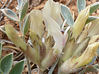 Yellowish buds