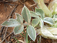 Newberry's Milk-Vetch