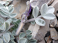 Hairy leaves and stems