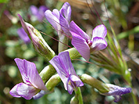 Astragalus nothoxys
