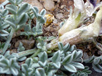 Hairy leaves and calyces