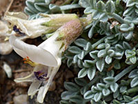 Broad-keeled Milkvetch