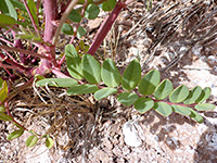 Lower stem leaves