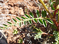 Compound, hairless leaves