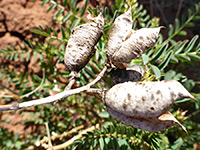 Dried seed pods