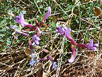 Astragalus preussii