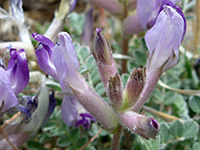 Astragalus tephrodes