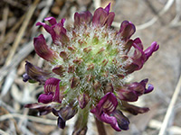 Astragalus troglodytus