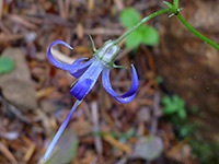 California harebell