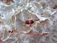 Desert holly