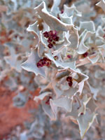 Fruits and leaves